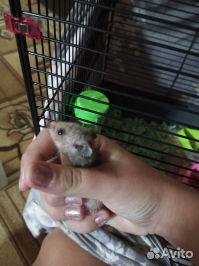 Сирийские хомячки