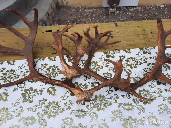 Продам рога оленя