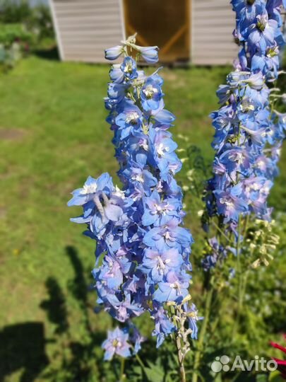 Дельфиниум саженцы