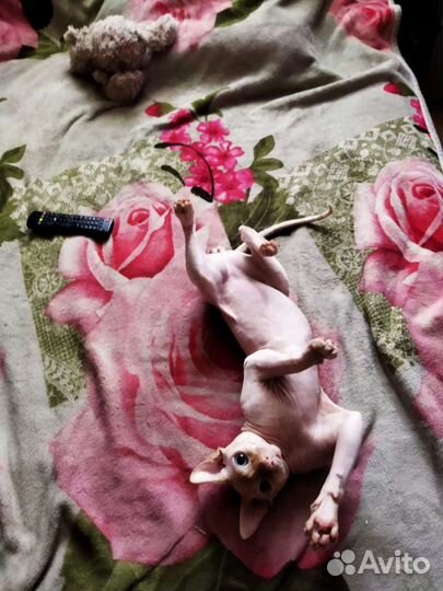 Канадский сфинкс вязка