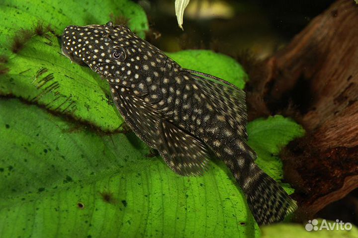 Аквариумные креветки