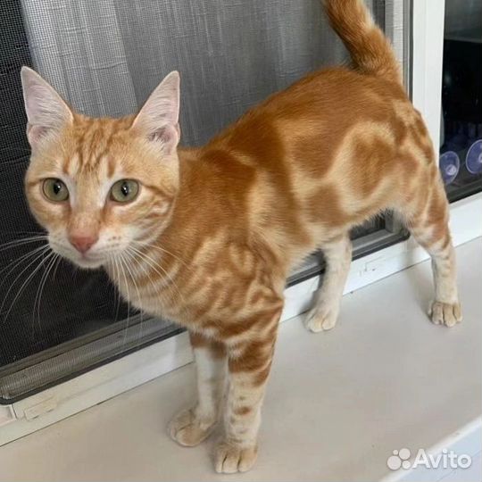 Рыжий мраморный котенок ищет дом