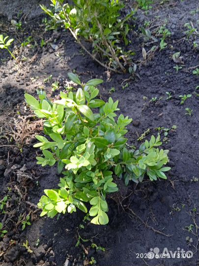 Растения для сада