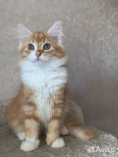 Сибирская кошка