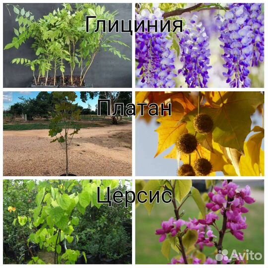 Саженцы декоративных растений