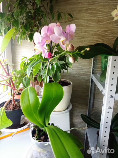 Орхидея фаленопсис Ангел)