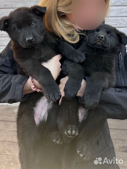 Щенки черной немецкой чистокровной овчарки