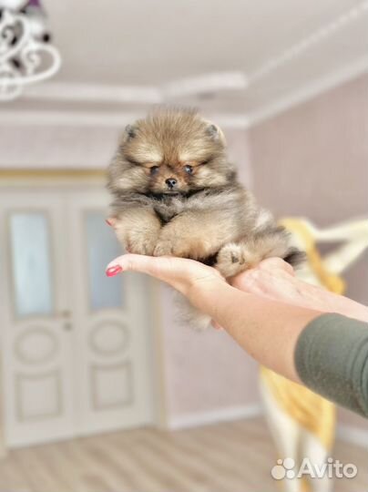 Померанский шпиц мини мишка