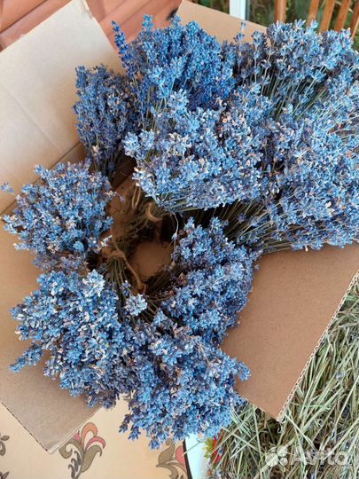 Лаванда сухоцвет