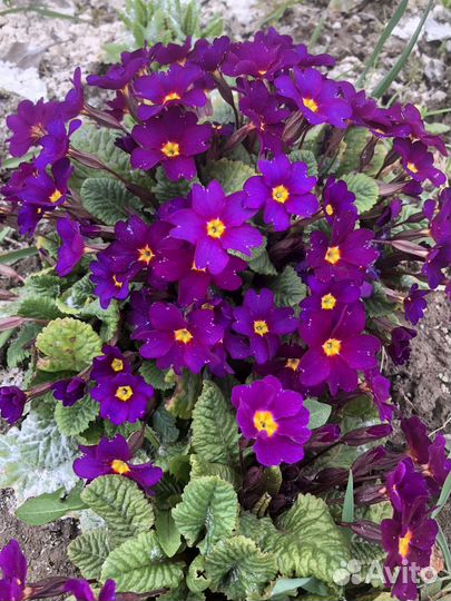 Примула два сорта