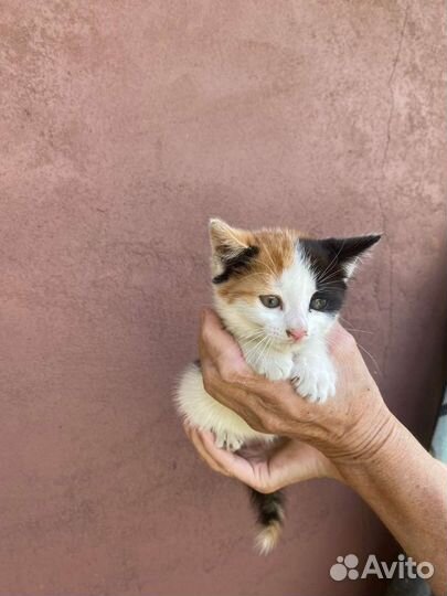 Экзотическая короткошерстная кошка