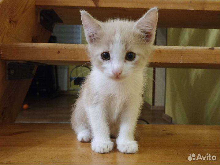 Рыжий котенок мальчик