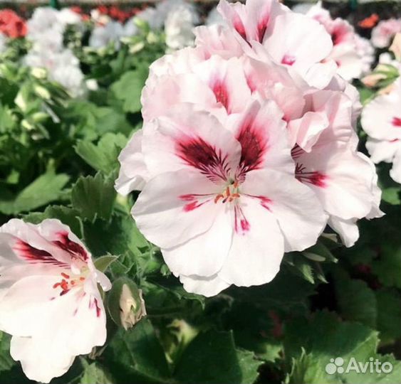 Пеларгония герань сортовая