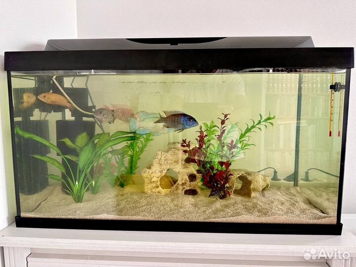 Аквариум с рыбами