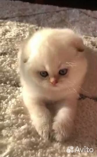 Шотландские котята