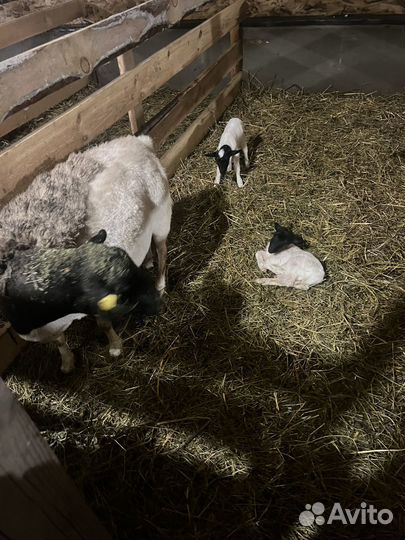 Продаются ягнята 100%Дорпера