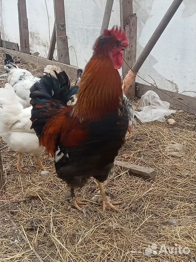 Цыплята,петушки и утки обмен на корм