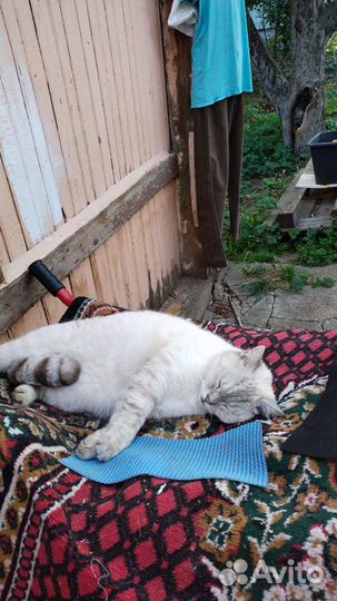 Кот в добрые руки