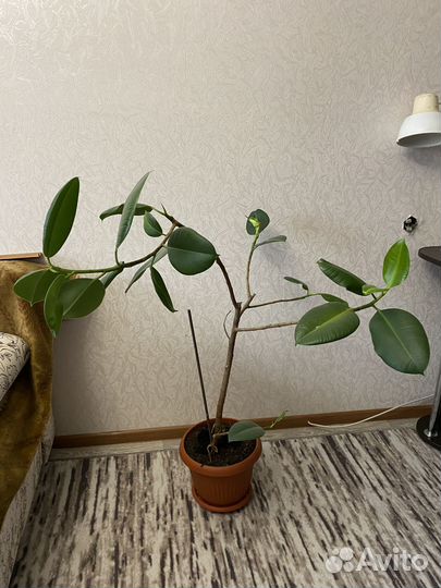 Фикус каучуконосный