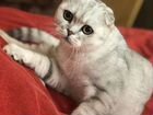 Шотланский котик в добрые руки объявление продам