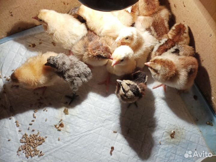 Цыплята суточные
