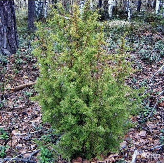 Можжевельник