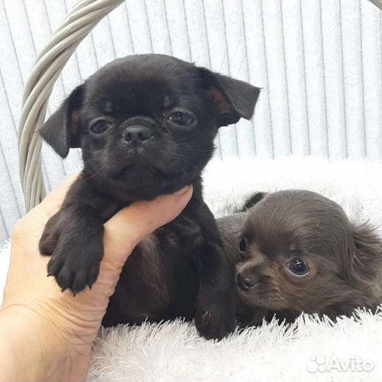 Без предоплат.Чихуахуа щенки беби фейс