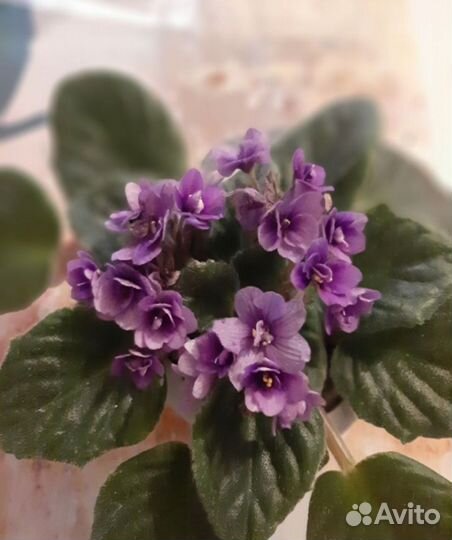 Лист фиалки