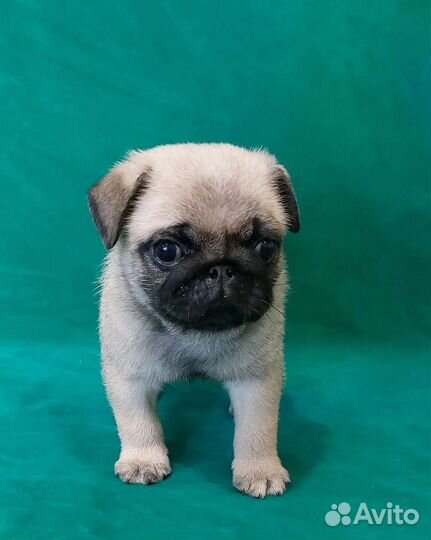 Мопсы, д.р. 21.06.2023г (бронирование)