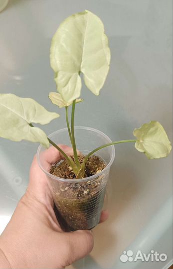 Сингониум сорт Т9