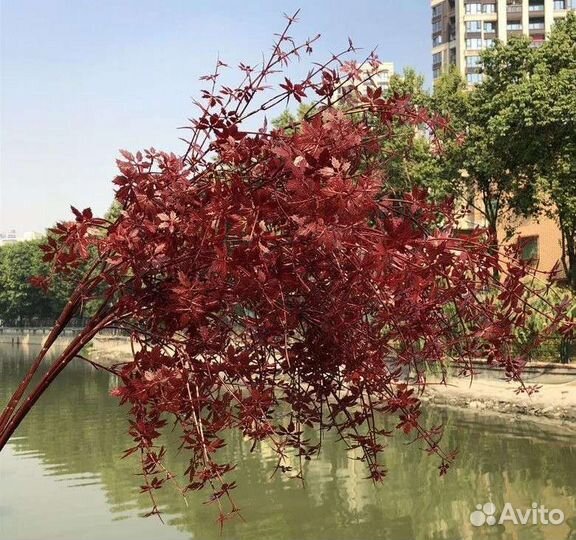 Декоративные ветки