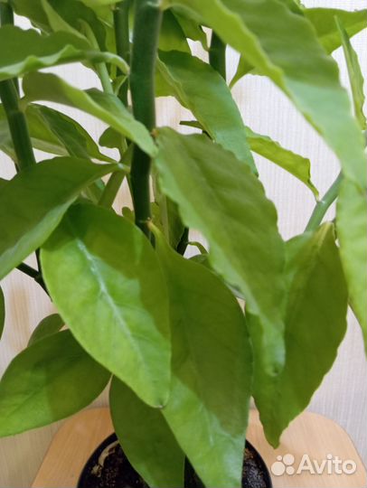 Педилантус обыкновенный