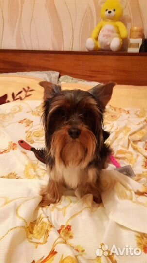 Йоркширский терьер вязка