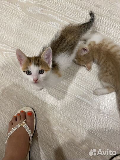 Котята в добрые руки даром