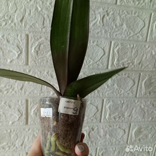 Орхидея бабочка