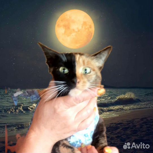 Трехцветная кошечка с зелёными глазами ищет дом