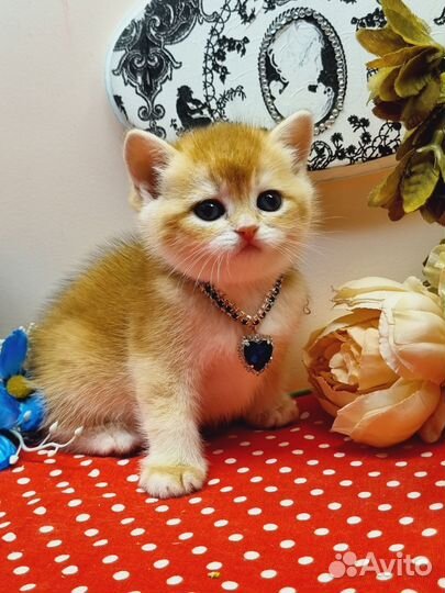 Золотые британские котята, малыши с документами