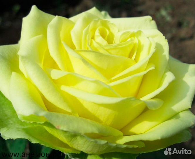 Саженцы роз