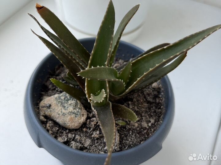 Алоэ древовидное