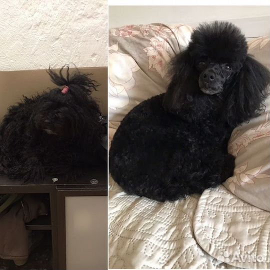 Стрижка пуделей