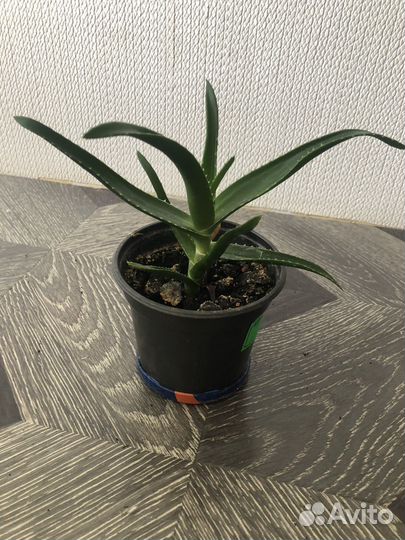 Алоэ лечебный сортовой