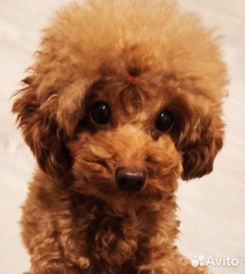 Вязка Той-Пудель РКФ