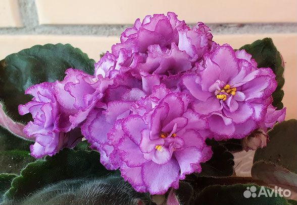 Листики сортовых фиалок