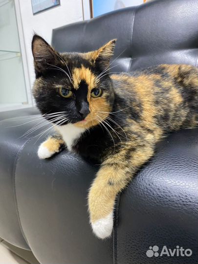 Кошечка стерилизованная