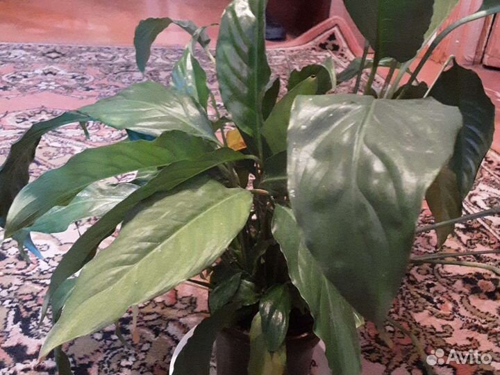 Продаю отростки комнатных растений