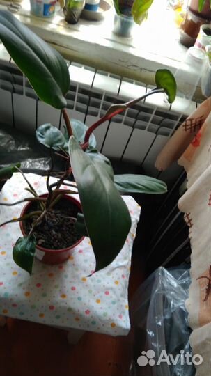 Филодендрон