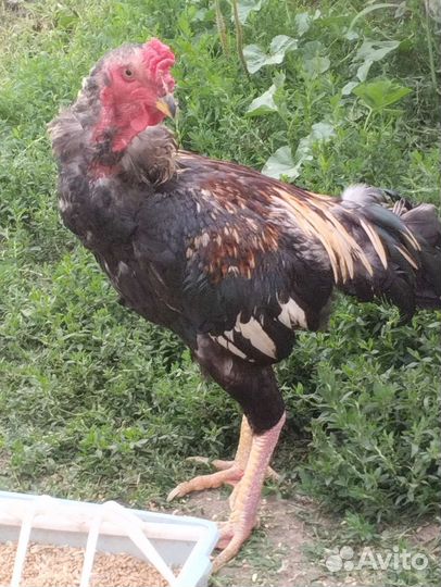 Бойцовая птица