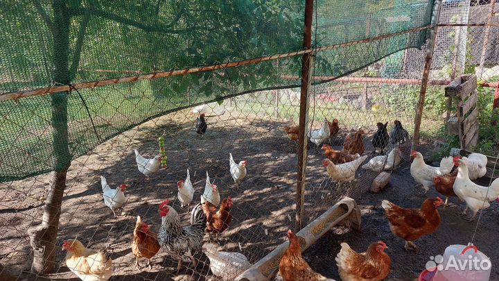 Домашние куриные яйца