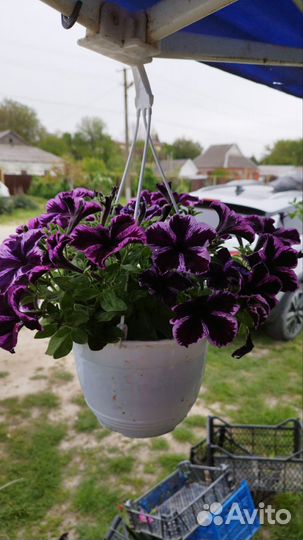 Домашние цветы