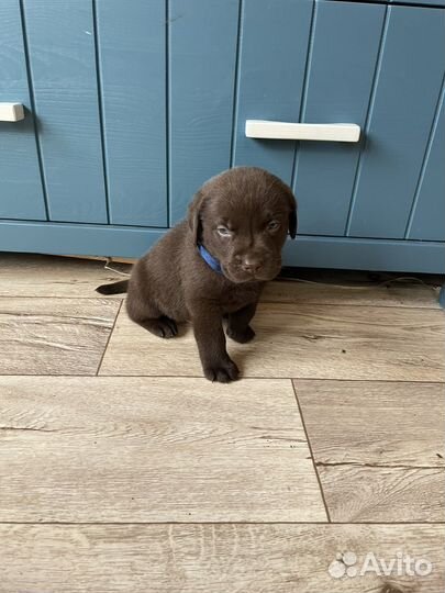 Шоколадные щенки лабрадора от родителей чемпионов